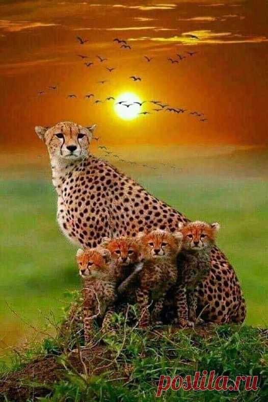 (63) Facebook