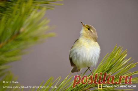 Фотоконкурс «Дикая природа России - 2014» | Страница 4