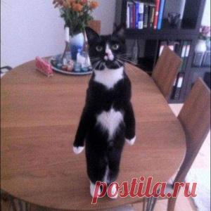 Эти смешные животные