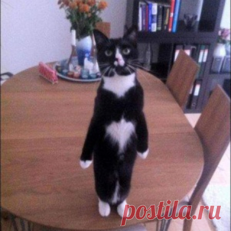 Эти смешные животные