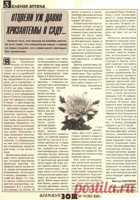 Хризантема лечит