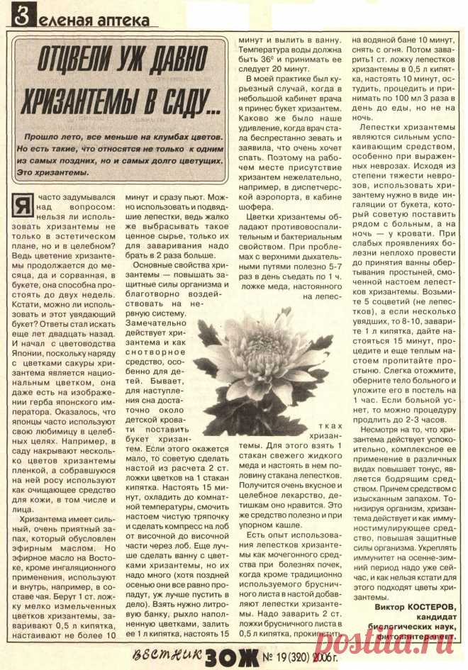 Хризантема лечит