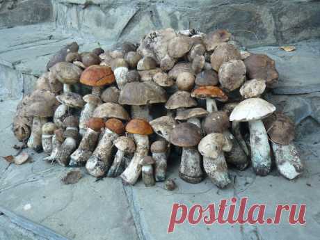 &quot; Урожай &quot; .  Подосиновики .