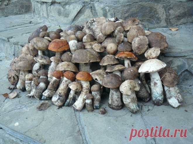 " Урожай " .  Подосиновики .