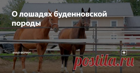 О лошадях буденновской породы Верховая буденновская лошадь – одна из наиболее резвых пород, которую можно встретить в России. Изначально лошадка предназначалась для выполнения силовых задач, поэтому выносливости ей не занимать. Кроме отличительного характера и нрава, представители буденновской породы имеют и много других характерных черт. Кони станут отличными помощниками для езды верхом и смогут показать себя на ипподроме.
