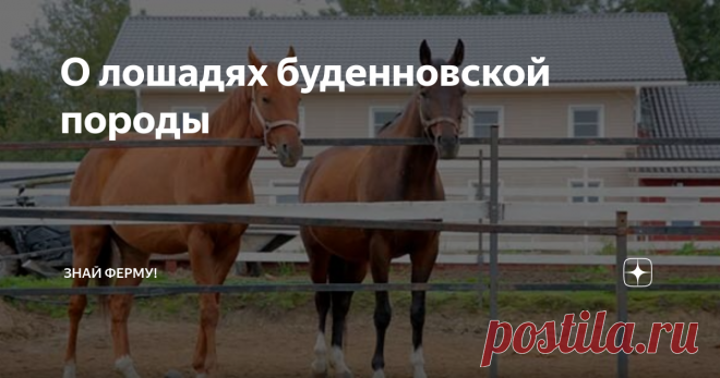 О лошадях буденновской породы Верховая буденновская лошадь – одна из наиболее резвых пород, которую можно встретить в России. Изначально лошадка предназначалась для выполнения силовых задач, поэтому выносливости ей не занимать. Кроме отличительного характера и нрава, представители буденновской породы имеют и много других характерных черт. Кони станут отличными помощниками для езды верхом и смогут показать себя на ипподроме.