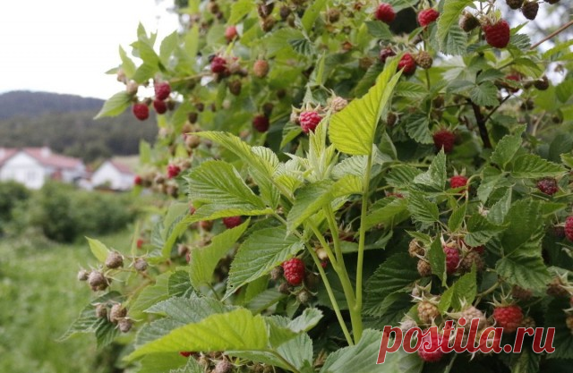 Календарь ухода за малиной по месяцам