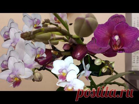 СПАСЛА Орхидеи ТАК! ЦВЕТОНОСЫ ТРОЙНЫЕ ГРОЗДЯМИ,КОРНИ ЕЖИКОМ,ТУРГОР В НОРМЕ