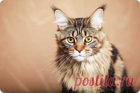 Мейн-кун, фотографии мейн кунов