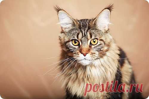 Мейн-кун, фотографии мейн кунов