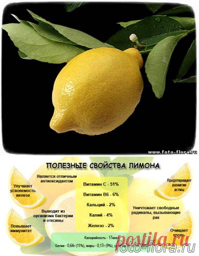 Полезные свойства лимона - как лечиться лемоном - при каких болезнях он помогает и как использовать свойства лимона  для красоты и  быта дома - Лечебные свойства растений