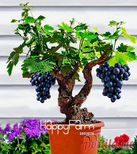 Promotion! Miniature Grape Vine Seeds, PATIO SYRAH…  |  Pinterest