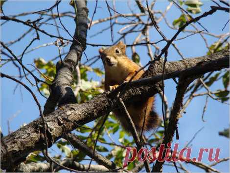 флора и фауна россии – Google Поиск