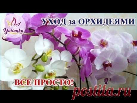 Орхидеи. Основные принципы правильного ухода