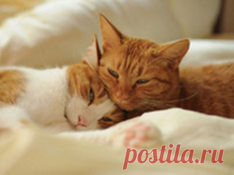 Кот+ Кошка =любовь до конца