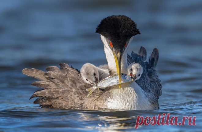 Птичий конкурс Audubon Photography Awards 2022