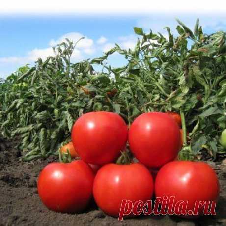 (48) Одноклассники    Как вырастить вкусные помидоры!