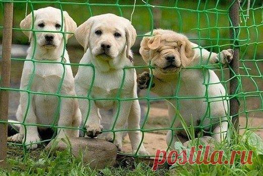 Три степени любопытства...