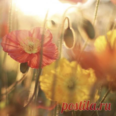 in the sunlight. | :: Von der Sonne Geküsst ::