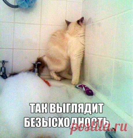 Котейская безысходность | Позитив