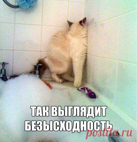 Котейская безысходность | Позитив