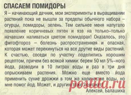 Спасаем помидоры от фитофтороза