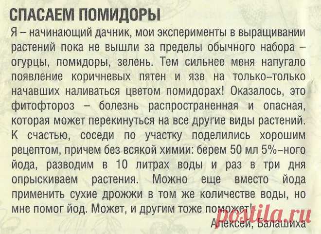 Спасаем помидоры от фитофтороза