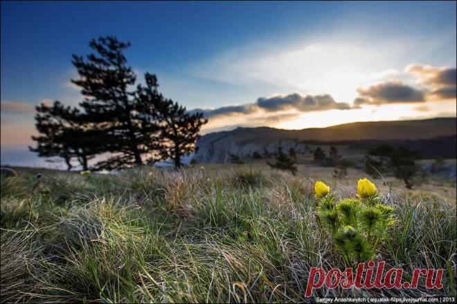 Остров Крым - Весенние цветы на склонах горы Ай-Петри в Крыму