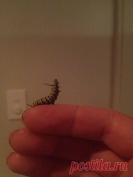 Вырастила бабочку на работе (ФОТО)
Девушка всегда хотела завести домашнего питомца, но размер её квартиры к сожалению не позволял этого.