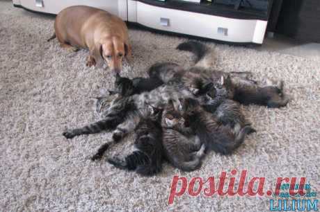Собака такса с выводком мейн кунов — Питомник Мейн-кунов &quot;Lilium&quot;