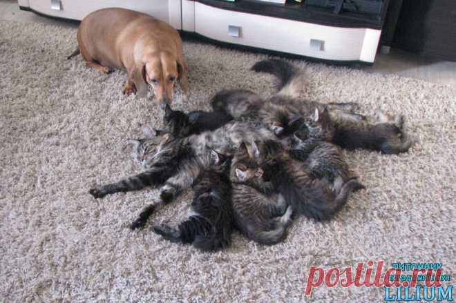 Собака такса с выводком мейн кунов — Питомник Мейн-кунов "Lilium"