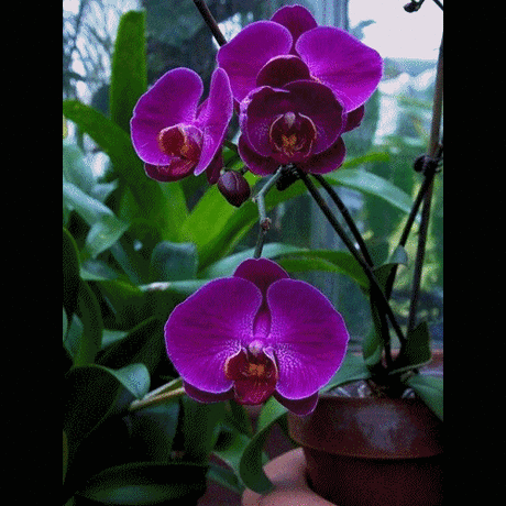 flores+e+frases.gif (500×500)
