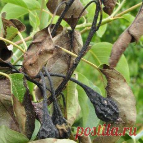 Усадьба | Садовод : Как защитить деревья от бактериального ожога?