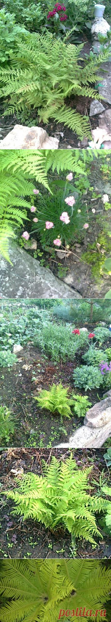 Папоротник. Растения из леса в вашем саду