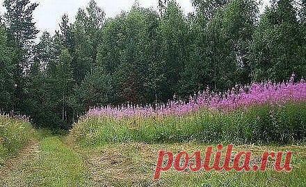 ЗАГОТОВКА ИВАН - ЧАЯ. Личный опыт из поселения.

Где-то прочитал информацию, что в 19 веке Копорский чай или Иван-чай поставлялся русскими купцами на экспорт в Европу в огромных количествах и очень высоко в Европе ценился. Да и наши пра-прадедушки и прабабушки сидя за столом с самоваром, наверняка пили не черный индийский, а этот замечательный, исконно русский чай. Захотелось возродить традицию приготовления Копорского чая, и вот, решив попробовать приготовить чай своими р...