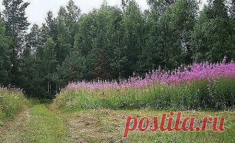 ЗАГОТОВКА ИВАН - ЧАЯ. Личный опыт из поселения.

Где-то прочитал информацию, что в 19 веке Копорский чай или Иван-чай поставлялся русскими купцами на экспорт в Европу в огромных количествах и очень высоко в Европе ценился. Да и наши пра-прадедушки и прабабушки сидя за столом с самоваром, наверняка пили не черный индийский, а этот замечательный, исконно русский чай. Захотелось возродить традицию приготовления Копорского чая, и вот, решив попробовать приготовить чай своими р...