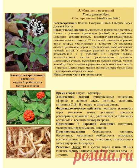 Женьшень настоящий