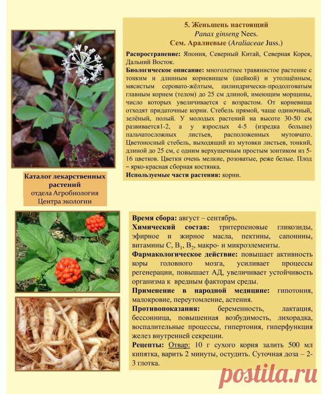 Женьшень настоящий