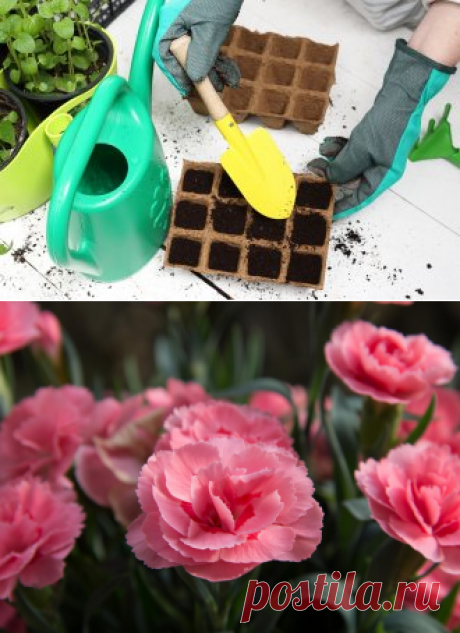 Какие цветы нужно сеять на рассаду в декабре и январе?