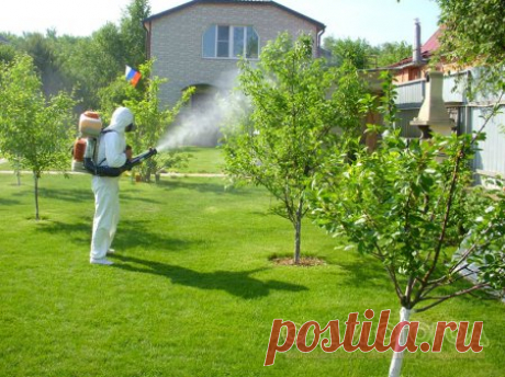 Основные работы по защите сада в июне
