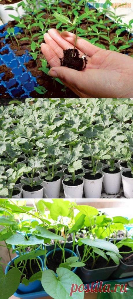 Выбор рассады цветов и уход за ней