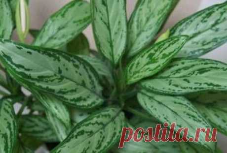 15 комнатных растений, которые прекрасно очищают и озонируют воздух