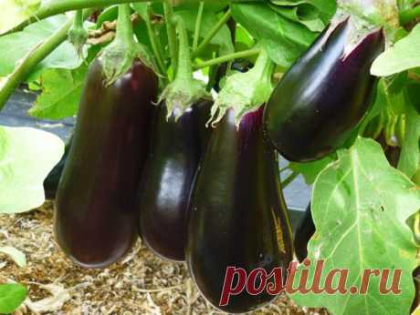 10 правил овощного «добрососедства», которые гарантировано приведут к хорошему урожаю