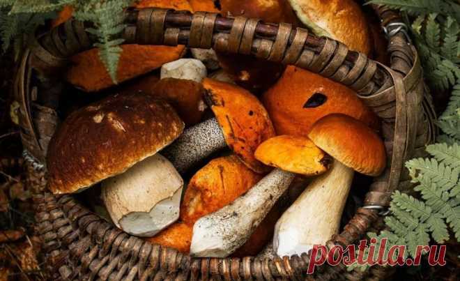 Продукты для повышения иммунитета Задумывались ли вы над тем, какие продукты для повышения иммунитета должны быть в вашем рационе? Все знают, что именно сильная иммунная система помогает...