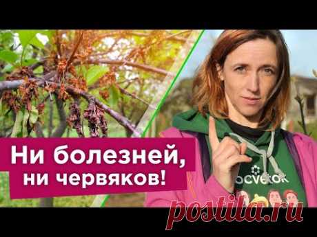СРОЧНО ОБРАБОТАЙТЕ ВИШНЮ И ЧЕРЕШНЮ ОТ БОЛЕЗНИ, КОТОРАЯ “СЖИГАЕТ” ДЕРЕВЬЯ В МОМЕНТ!