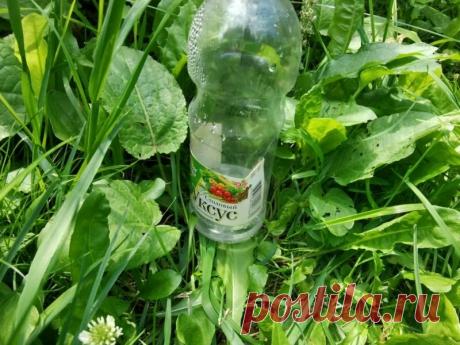 Уксус помогает мне бороться с тлей на огурцах — раскрываю секреты | Огородные шпаргалки | Яндекс Дзен