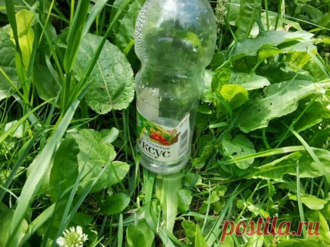 Уксус помогает мне бороться с тлей на огурцах — раскрываю секреты | Огородные шпаргалки | Яндекс Дзен