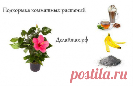 Растения уличные и комнатные | ✺ Все Самое Интересное ✺