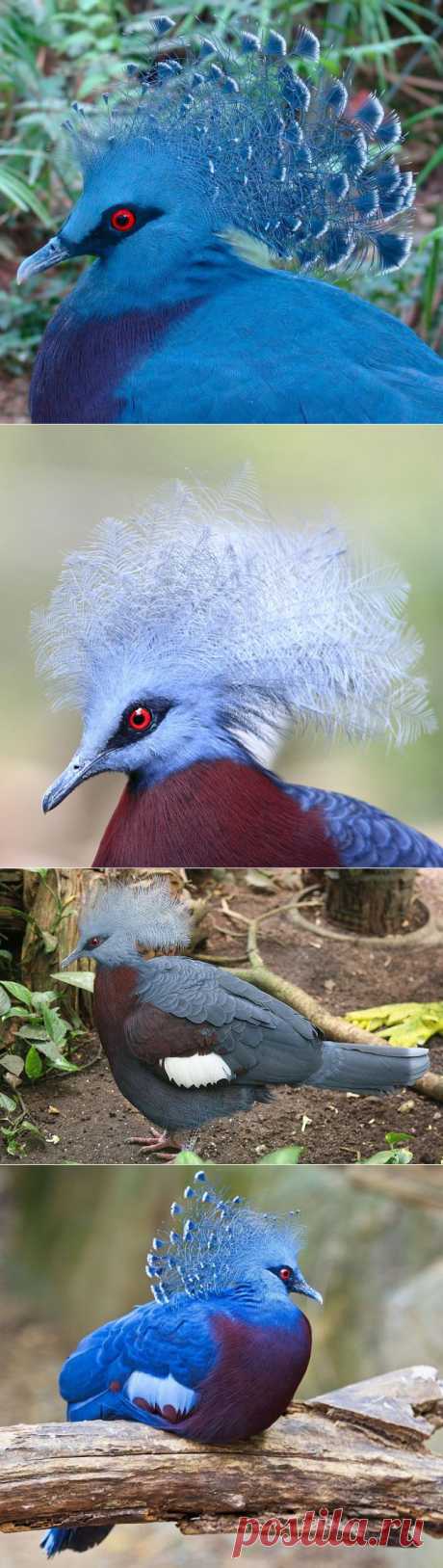 Венценосный голубь