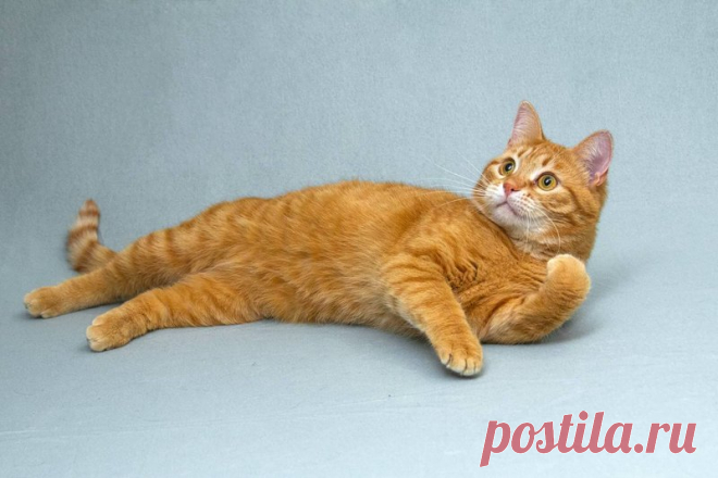 Котик Мякиш ищет доброе сердце. Москва – "ЗВЕЗДЫ В ЗАЩИТУ ЖИВОТНЫХ", пользователь Ольга Бавилина | Группы Мой Мир